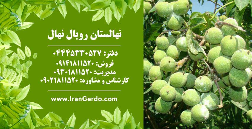 نهال گردو خوشه ای اسرائیلی 