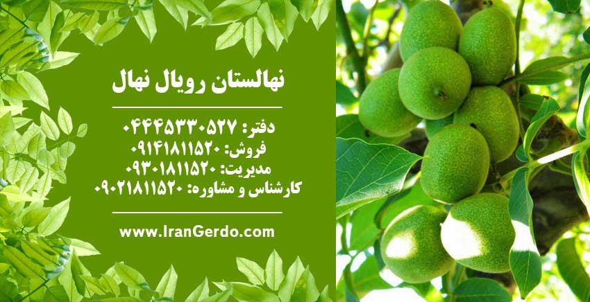 نهال گردو يالووا