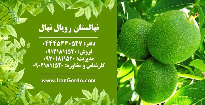 نهال گردو يالووا٣ 