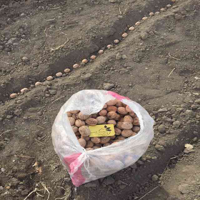 بذر گردو خوشه اي 