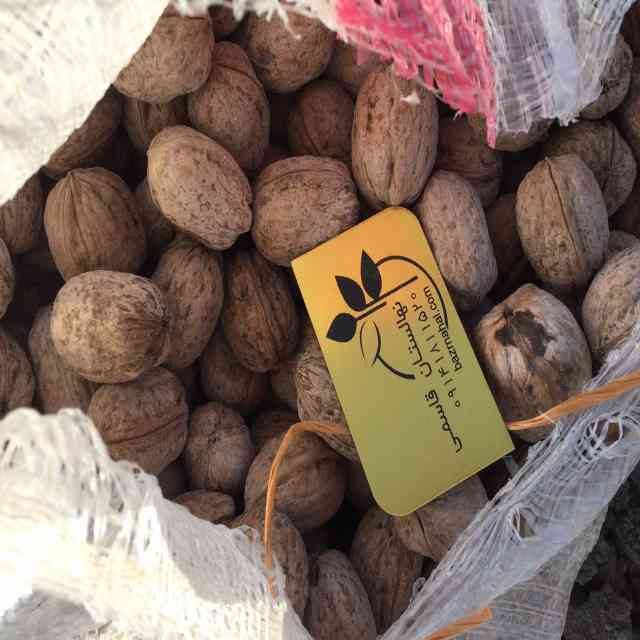 بذر گردو خوشه اي 