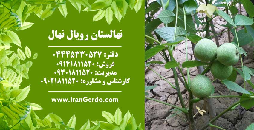 بذر گردو خوشه اي 
