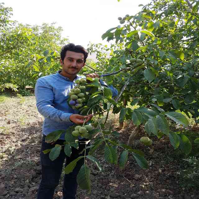 نهال گردو ژنوتیپ برتر رویال قاسمی 