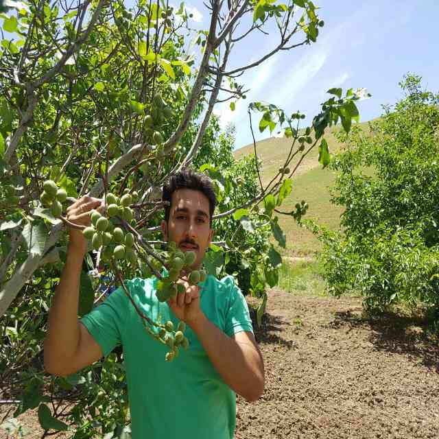 نهال گردو ژنوتیپ برتر رویال قاسمی 