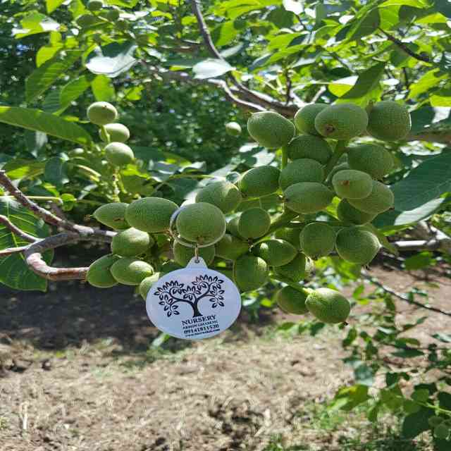 نهال گردو ژنوتیپ برتر رویال قاسمی 