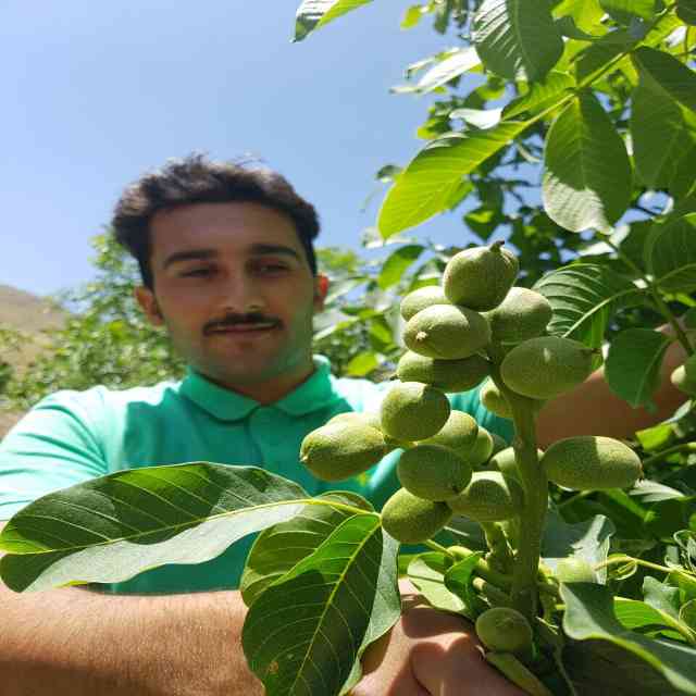 نهال گردو ژنوتیپ برتر رویال قاسمی 