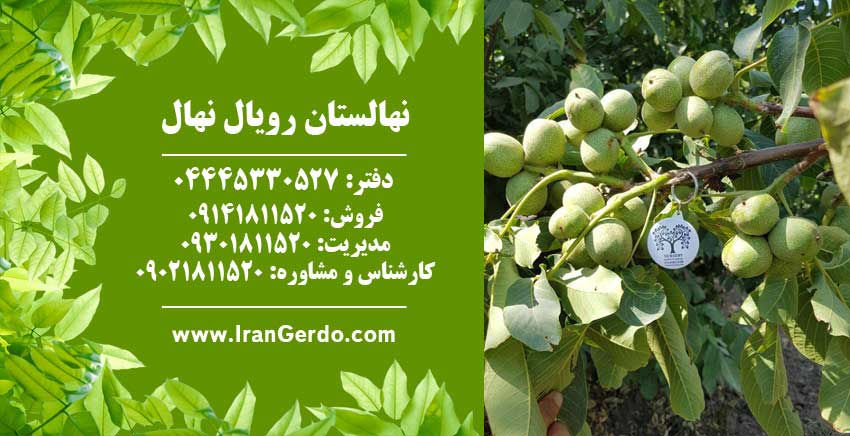 نهال گردو ژنوتیپ برتر رویال قاسمی 