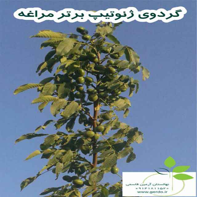 نهال گردو مراغه (ژنوتیپ برتر )