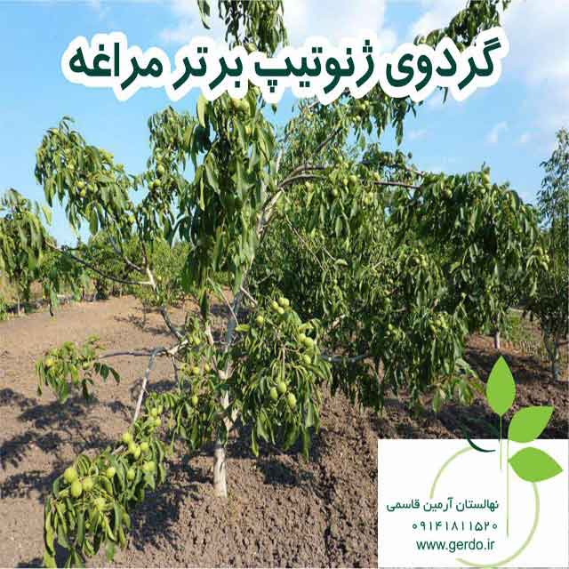 نهال گردو مراغه (ژنوتیپ برتر )