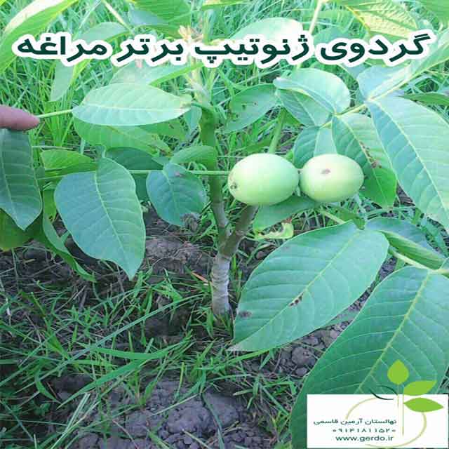 نهال گردو مراغه (ژنوتیپ برتر )