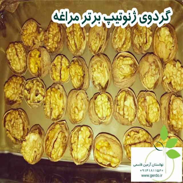 نهال گردو مراغه (ژنوتیپ برتر )