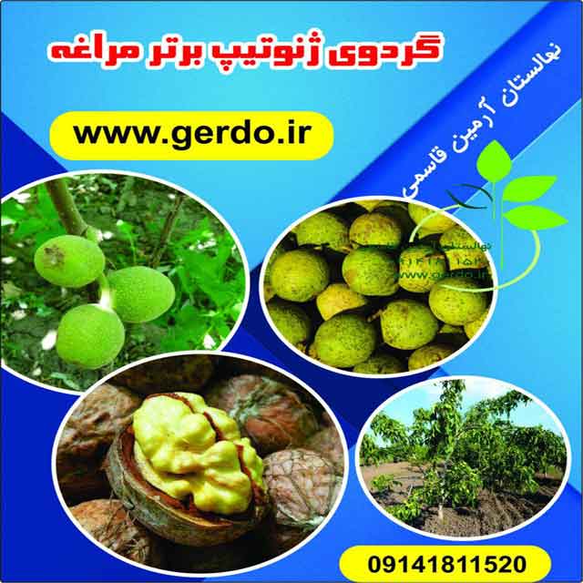 نهال گردو مراغه (ژنوتیپ برتر )