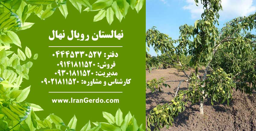 نهال گردو مراغه (ژنوتیپ برتر )