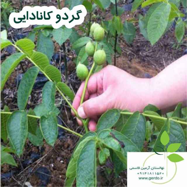 نهال گردو کانادایی (ژنوتیپ برتر)