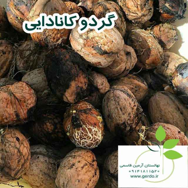 نهال گردو کانادایی (ژنوتیپ برتر)