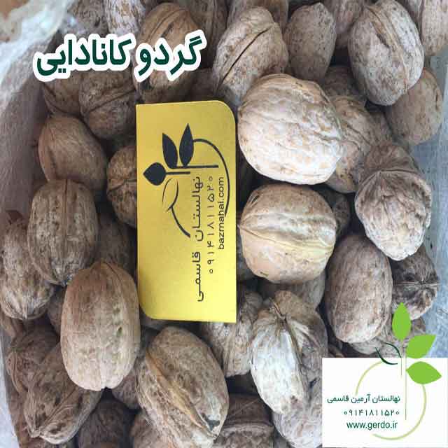 نهال گردو کانادایی (ژنوتیپ برتر)