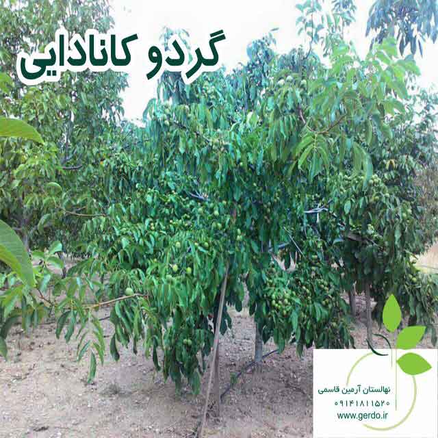 نهال گردو کانادایی (ژنوتیپ برتر)
