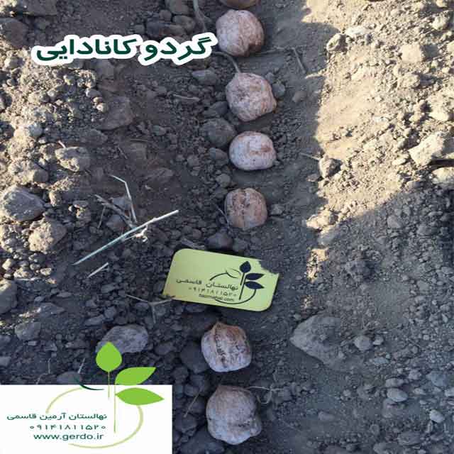 نهال گردو کانادایی (ژنوتیپ برتر)