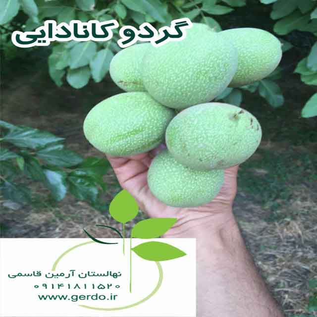 نهال گردو کانادایی (ژنوتیپ برتر)