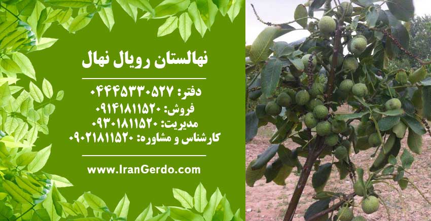 نهال گردو کانادایی (ژنوتیپ برتر)