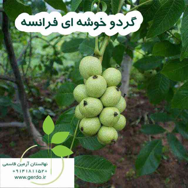 خوشه ای فرانسوی (ژنوتیپ برتر)