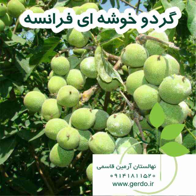 خوشه ای فرانسوی (ژنوتیپ برتر)