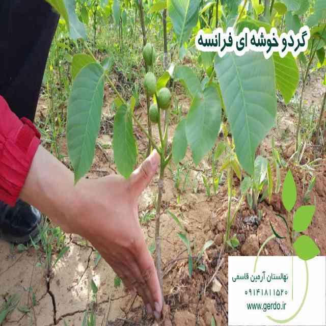 خوشه ای فرانسوی (ژنوتیپ برتر)