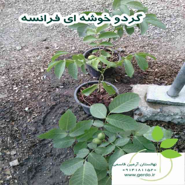 خوشه ای فرانسوی (ژنوتیپ برتر)