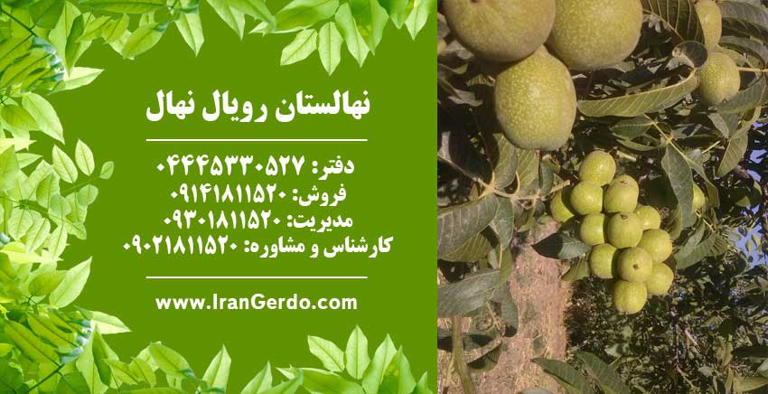 خوشه ای فرانسوی (ژنوتیپ برتر)
