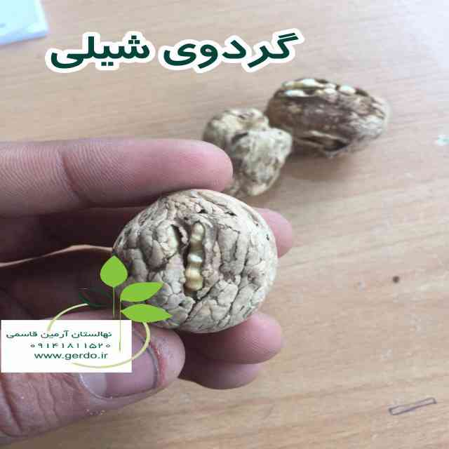 نهال گردو شیلی (ژنوتیپ برتر)