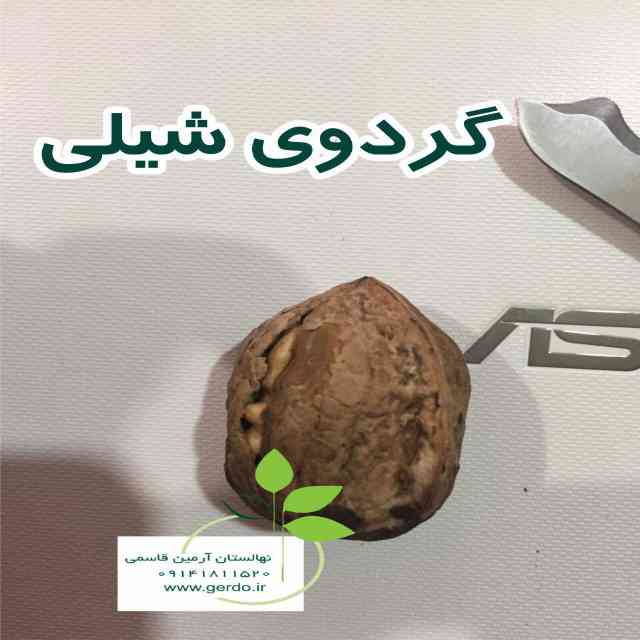 نهال گردو شیلی (ژنوتیپ برتر)