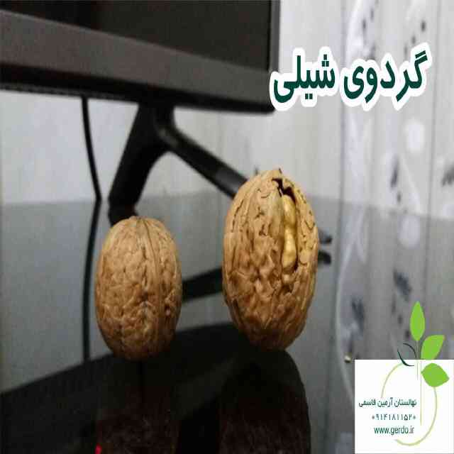 نهال گردو شیلی (ژنوتیپ برتر)