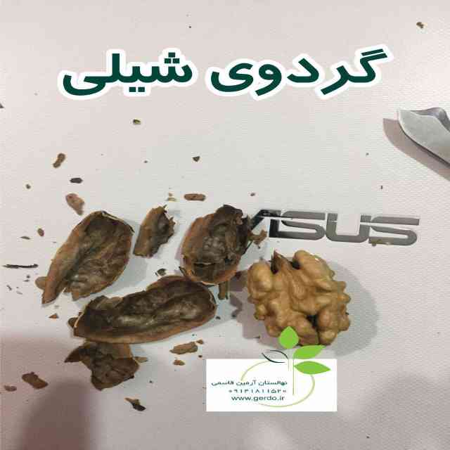 نهال گردو شیلی (ژنوتیپ برتر)