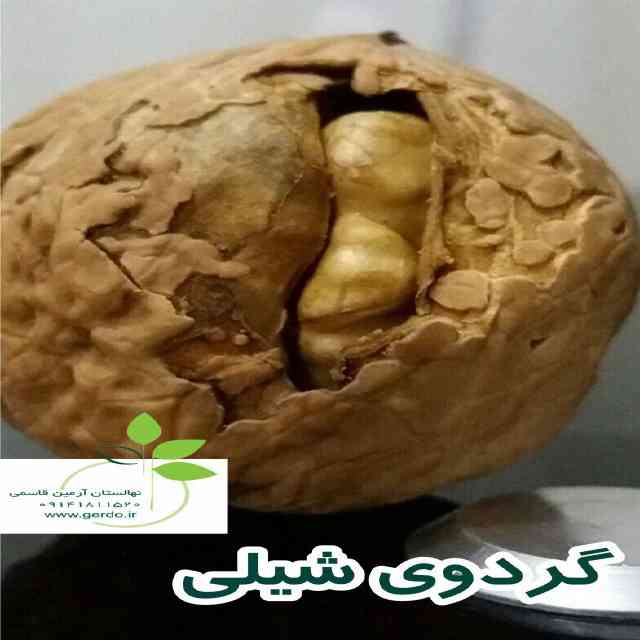نهال گردو شیلی (ژنوتیپ برتر)