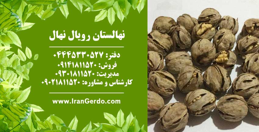 نهال گردو شیلی (ژنوتیپ برتر)