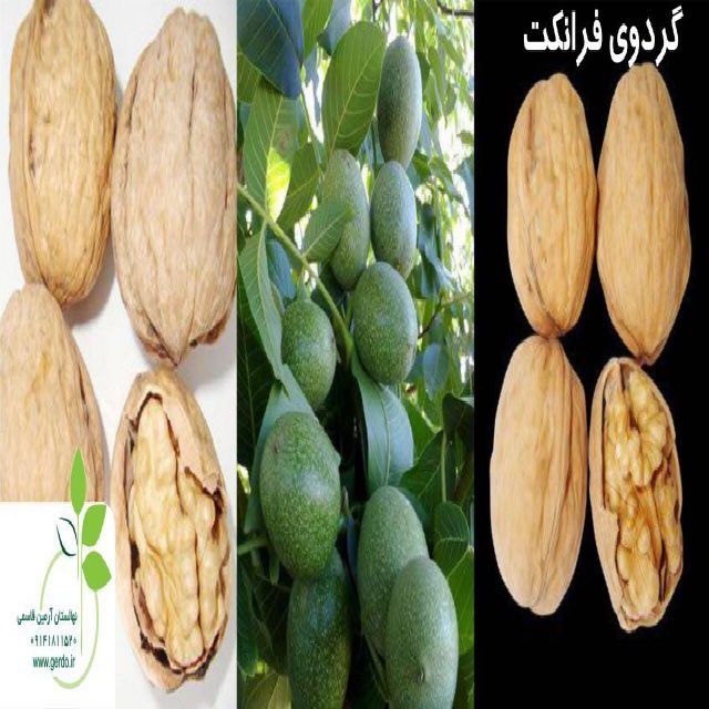 نهال گردو فرانکت پیوندی