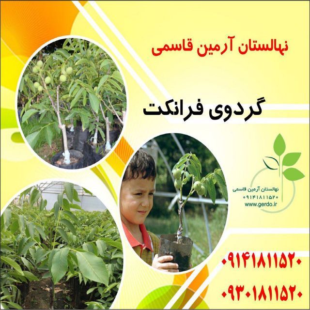 نهال گردو فرانکت پیوندی