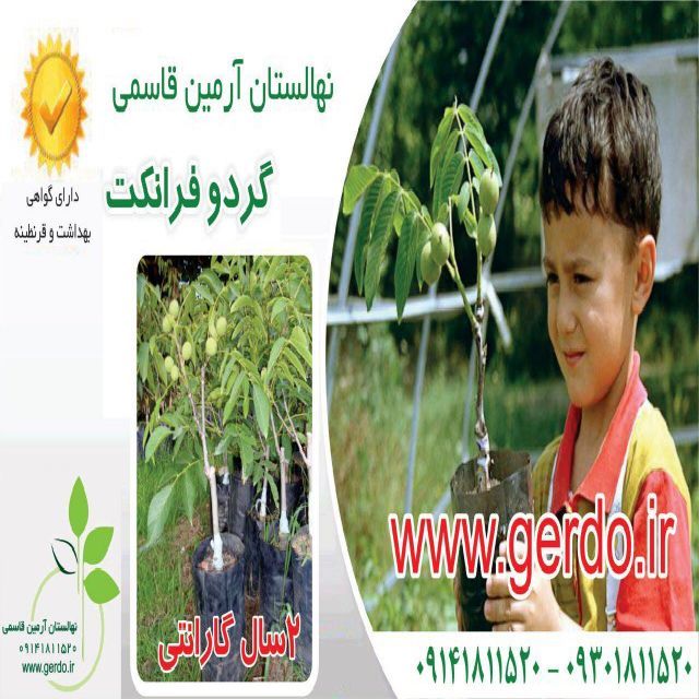 نهال گردو فرانکت پیوندی