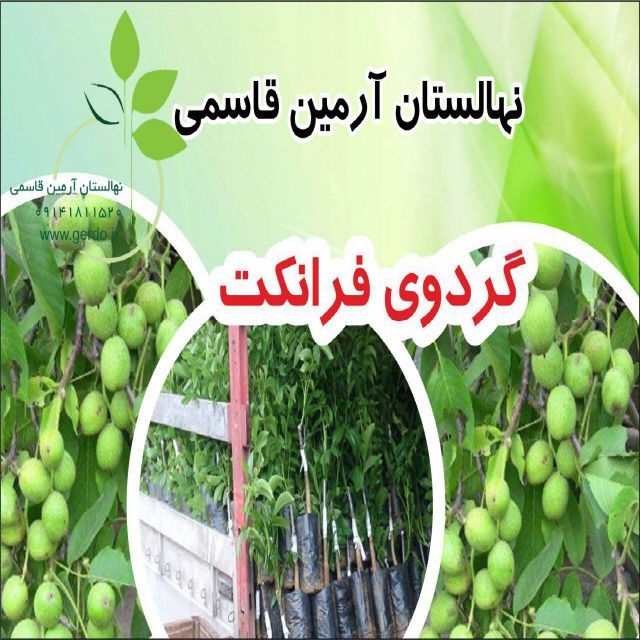 نهال گردو فرانکت پیوندی