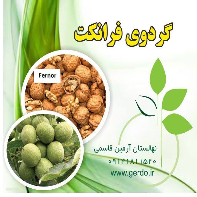 نهال گردو فرانکت پیوندی