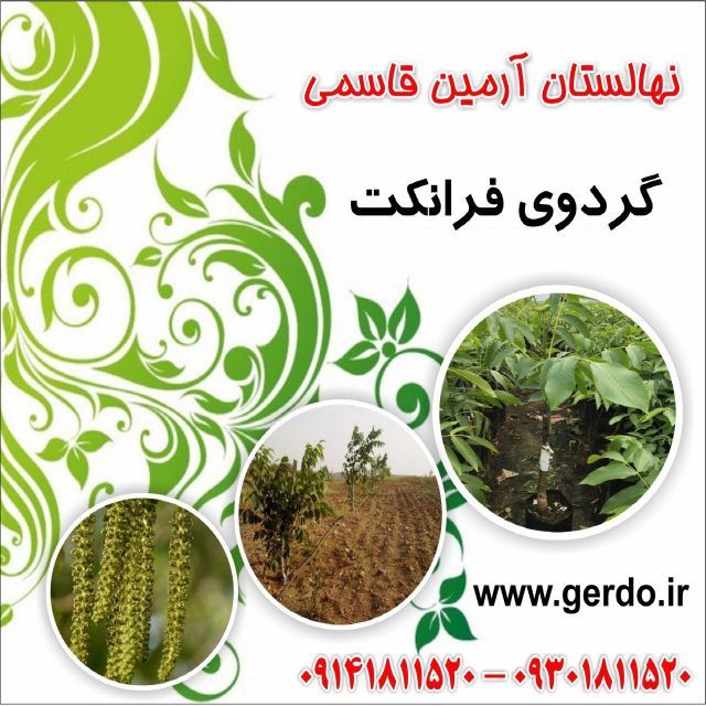 نهال گردو فرانکت پیوندی