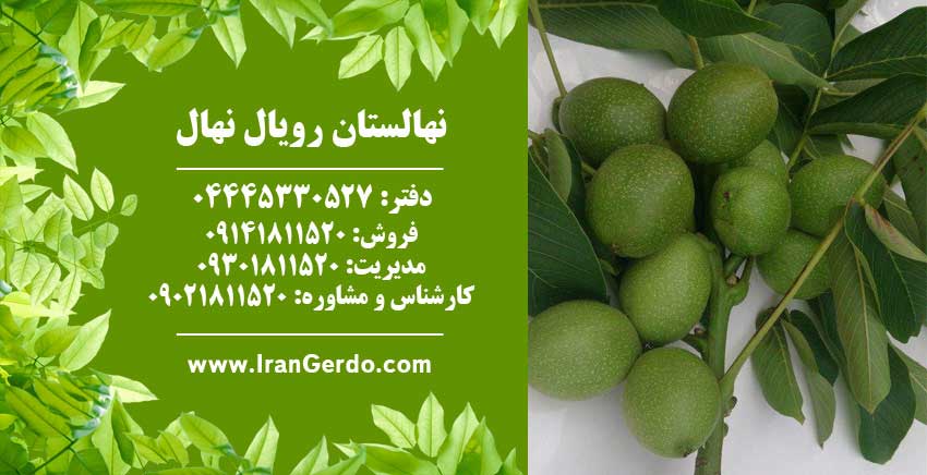 نهال گردو فرانکت پیوندی