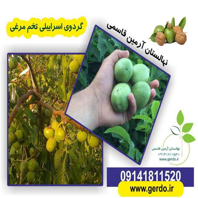 نهال گردو اسرائیلی تخم مرغی (ژنوتیپ برتر)