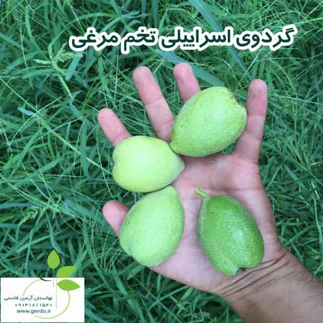 نهال گردو اسرائیلی تخم مرغی (ژنوتیپ برتر)