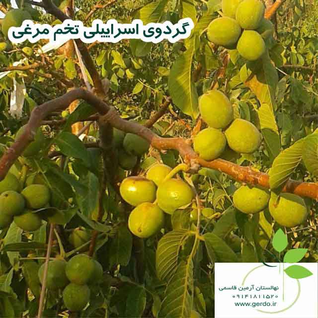 نهال گردو اسرائیلی تخم مرغی (ژنوتیپ برتر)