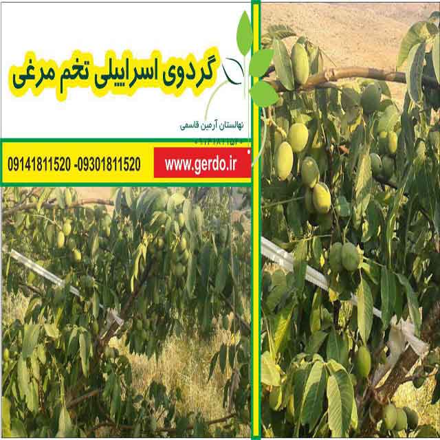 نهال گردو اسرائیلی تخم مرغی (ژنوتیپ برتر)