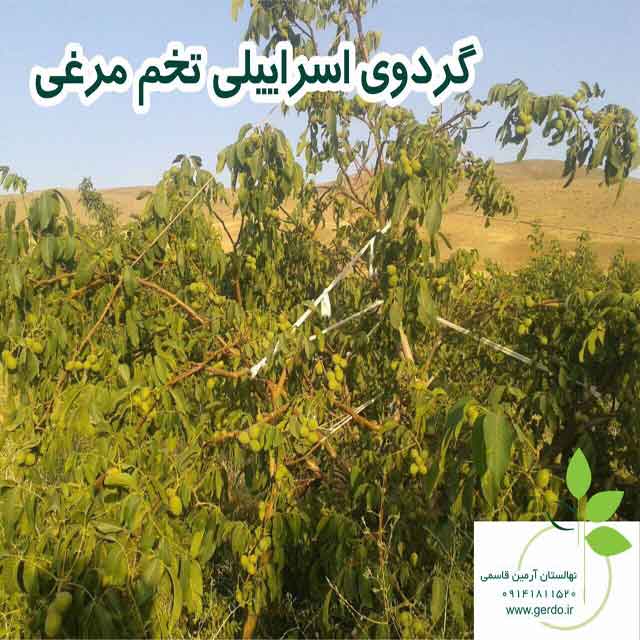 نهال گردو اسرائیلی تخم مرغی (ژنوتیپ برتر)
