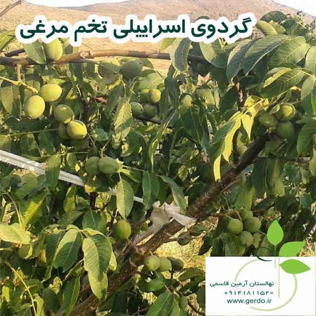 اسرائیلی تخم مرغی (ژنوتیپ برتر)