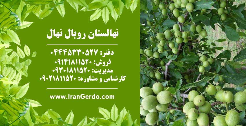 نهال گردو اسرائیلی تخم مرغی (ژنوتیپ برتر)