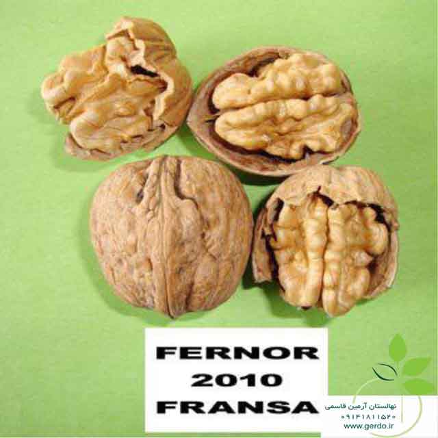 نهال گردو فرنور پیوندی 